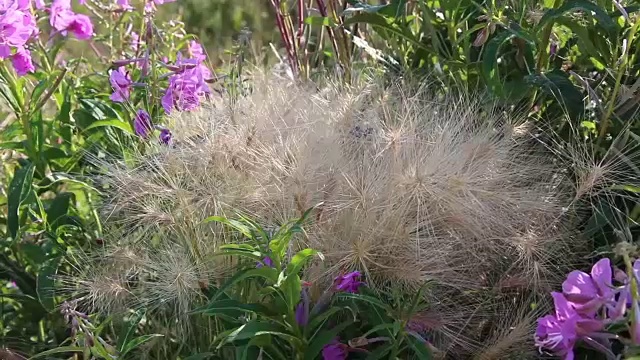 野花和粉红色的花视频素材