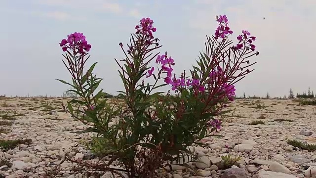 粉红色的花被岩石包围着视频素材