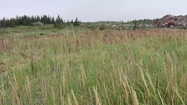 旷野上的高草视频素材