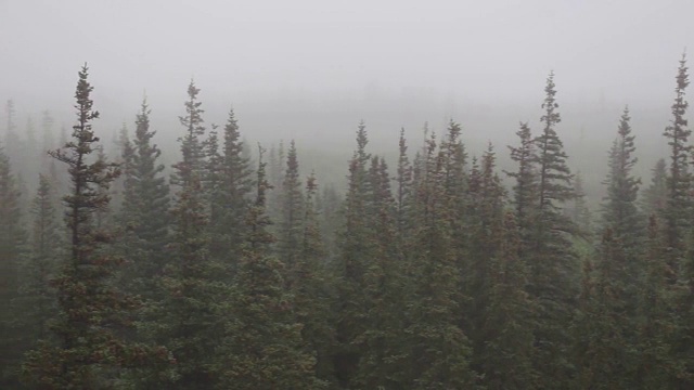 雨覆盖森林视频素材