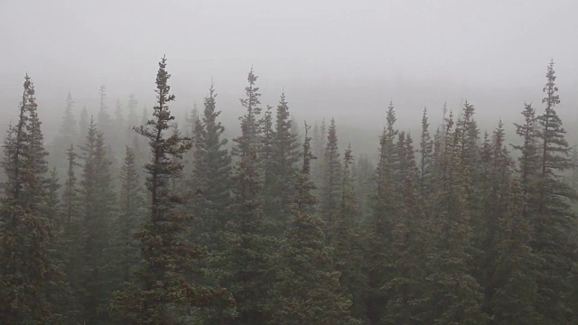 雨覆盖森林视频下载