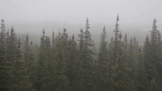 雨覆盖森林视频素材