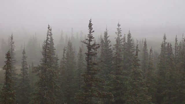 雨覆盖森林视频素材