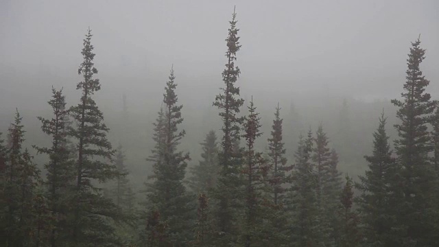 雨覆盖森林视频素材