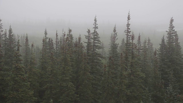 雨覆盖森林视频素材