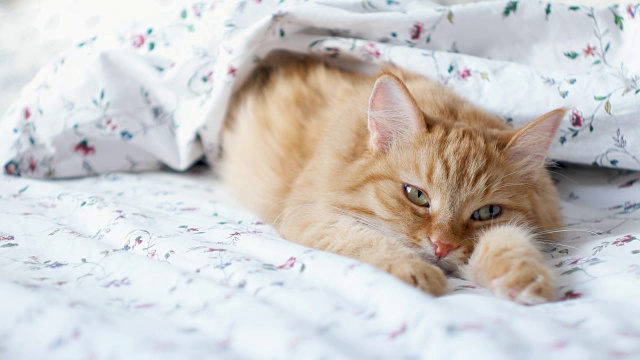 可爱的姜黄色的猫躺在床上。毛茸茸的宠物舒服地躺在毯子下面睡觉。舒适的家庭背景与有趣的宠物视频素材