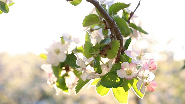 苹果花视频素材