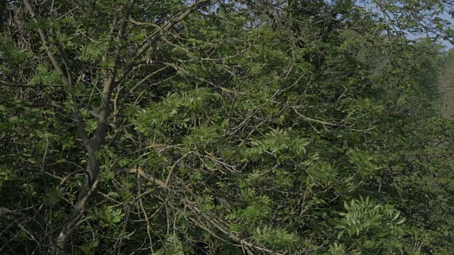 沃里克城堡和埃文河，沃里克郡，英格兰，英国，欧洲视频素材