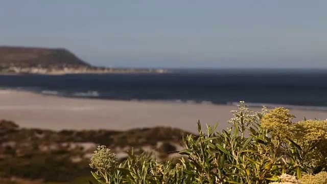 Noordhoek海滩的广角镜头，树木在前景中吹动/从查普曼斯峰/开普敦/南非视频下载