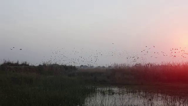 一群以v字队形飞行的鸟视频素材