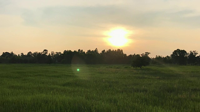 夕阳和泰国美丽茉莉稻田的剪影。视频下载