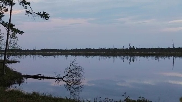 傍晚时分，在森林湖岸分离干树视频素材