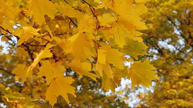 秋天的枫叶在阳光明媚的日子里视频素材