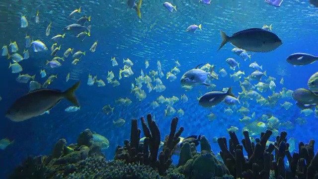 水族馆视频下载