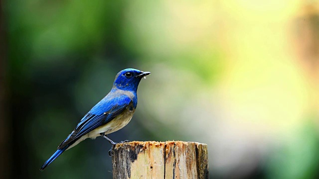 鸟(蓝白捕蝇鸟)在树上视频素材