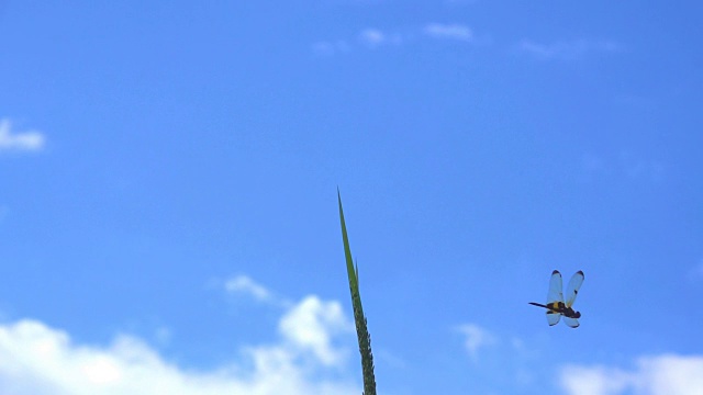 蜻蜓在草和模糊的天空或蔚蓝的天空和美丽的云。视频素材