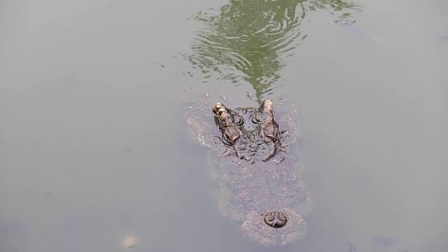 水中的鳄鱼视频素材