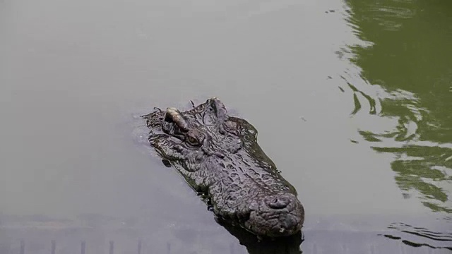 水中的鳄鱼视频素材