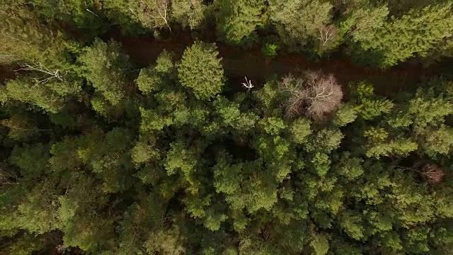 鸟瞰图:秋天巴伐利亚森林里的小路视频素材