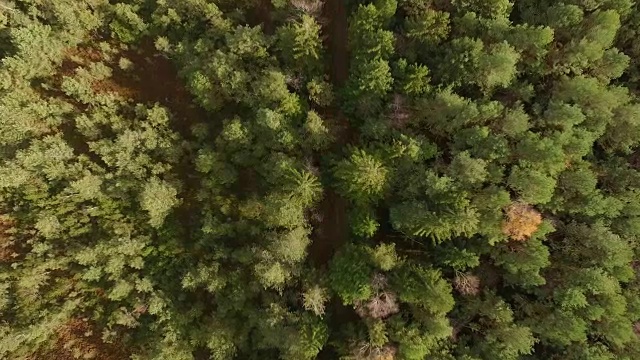 鸟瞰图:秋天巴伐利亚森林里的小路视频素材