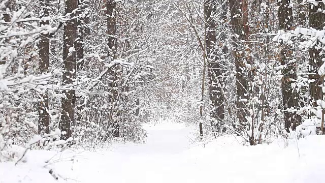 森林里的雪视频素材