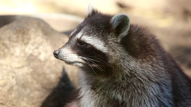 浣熊关闭视频素材