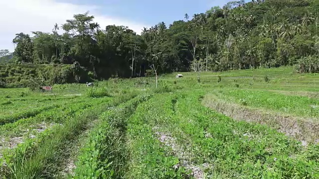 山的梯田和农民的房子。印度尼西亚巴厘岛。超高清4K视频素材