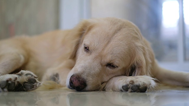 昏昏欲睡的金毛寻回犬视频素材