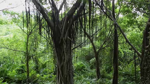 热带雨林视频素材