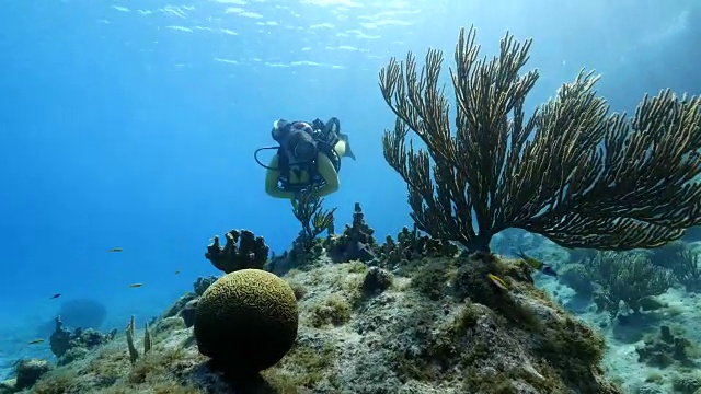 潜水员在加勒比海库拉索岛周围的珊瑚礁与软珊瑚在前景视频素材