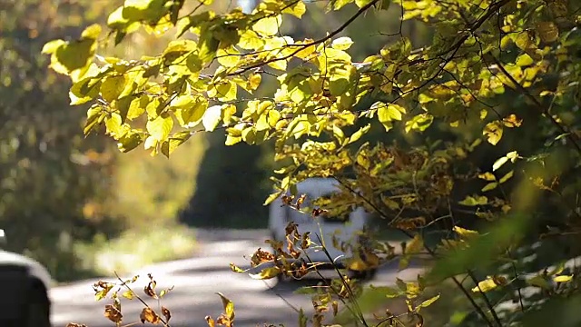 森林中道路上的车辆。视频素材