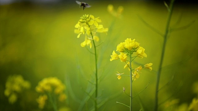 蜜蜂从芥菜花蜜中采集花蜜的慢动作。视频素材