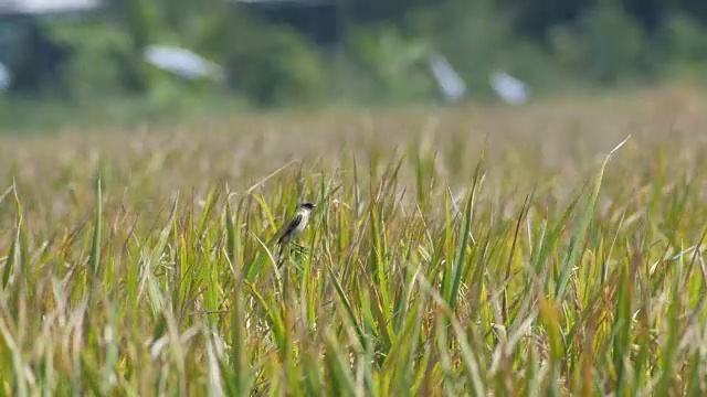 石头鸟正在稻梢上休息视频素材