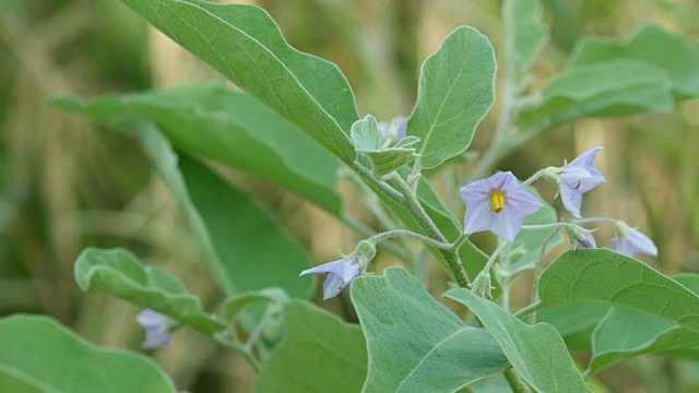 茄子花随风摇曳视频素材