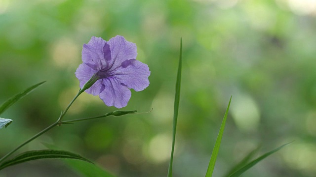 敏妮根花随风摇曳视频素材