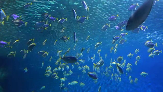 水族馆视频素材