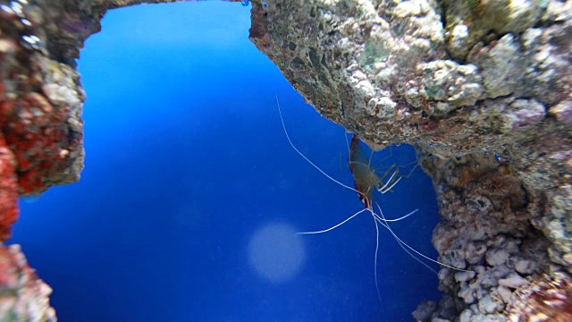 水族馆视频下载