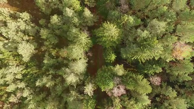 鸟瞰图:秋天巴伐利亚森林里的小路视频素材