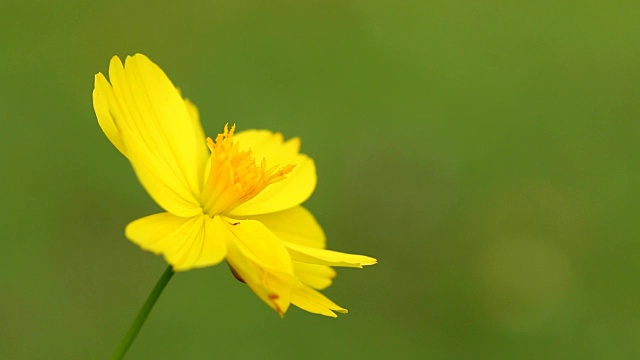 泰国清迈花园中的宇宙花视频素材