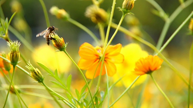 蜜蜂吃宇宙花的花粉视频素材