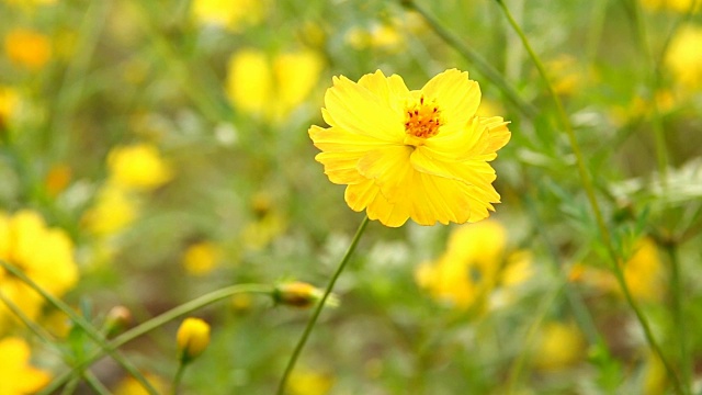 泰国清迈花园中的宇宙花视频素材