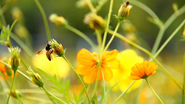 蜜蜂吃宇宙花的花粉视频素材