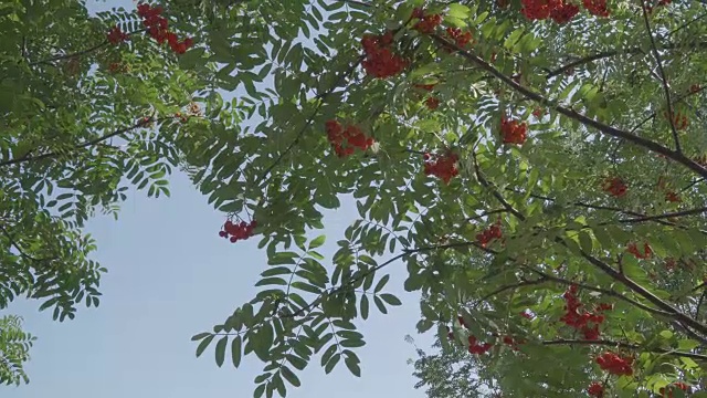 秋花楸树枝在风中摇曳视频素材