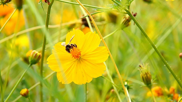 蜜蜂吃宇宙花的花粉视频素材