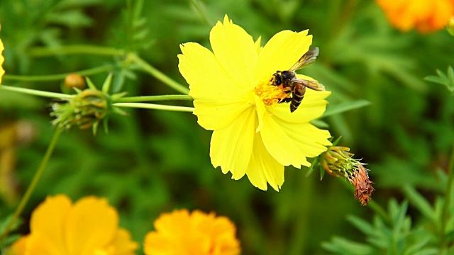 蜜蜂吃宇宙花的花粉视频素材