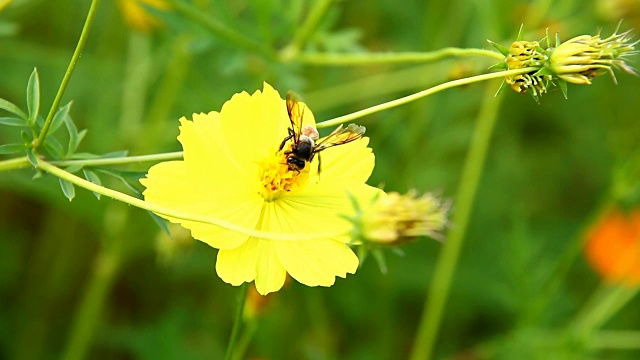 蜜蜂吃宇宙花的花粉视频素材