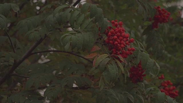 秋天的花楸树在日落视频下载