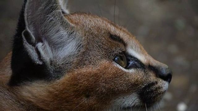 近距离的小野猫的侧面肖像视频素材