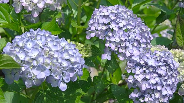 绣球花密切起来。视频素材