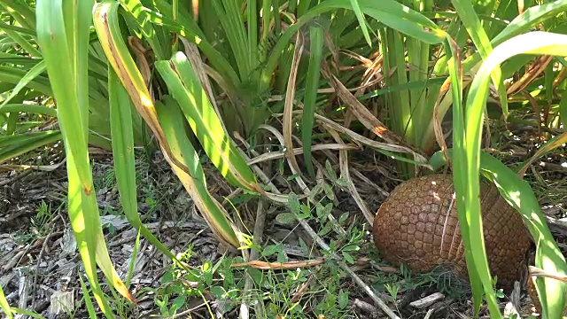 犰狳在高草丛中行走视频素材